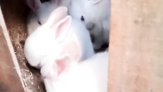 Rabbit Babies Cuteness