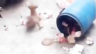 Funniest animals
