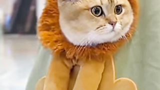cute cat