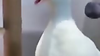 Funniest animals