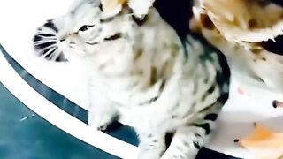 fany video