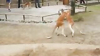 Funniest animals
