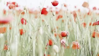 Happy Flowers