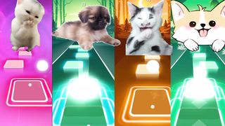 all cute CAT vs DOGS
