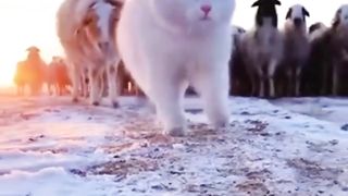 Royal Cat