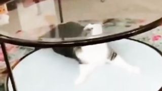 funnycat