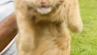 funny cat ???????? #catlover #funny #catfunnyvideo #tiktok #tiktokvideo #catvideos #funnymoments #shorts