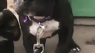 dogs features
