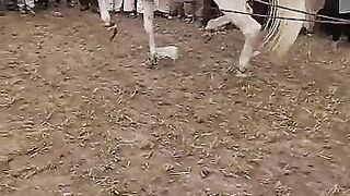 Horse dance