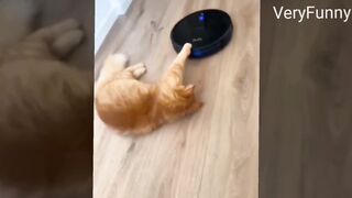 Cats become mischievous with their acts