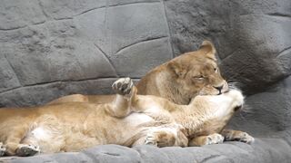 Lion and Lioness in Jungle