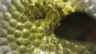 Quick food