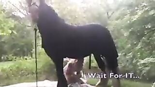 Unicorn steps on Fairy! Wear a Helmet!, The Pony Show, Gypsy Vanner horses