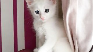 Cat mom loves her kitten cute scene