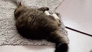 funny cat