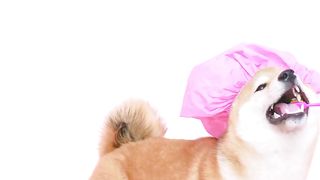 Funny Dog