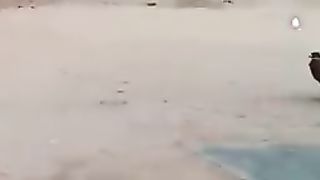 Funniest animals
