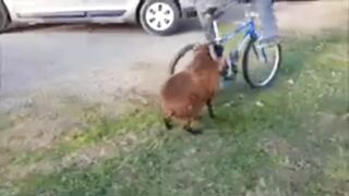 Funniest animals