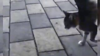 Кошки
