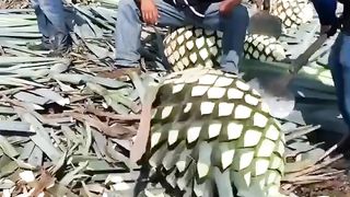 Skills
