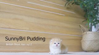 Tiny Kitten Pudding is crying to find mother cat