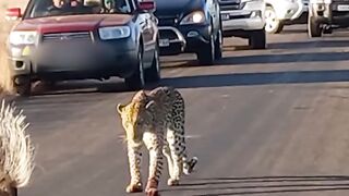 Leopard