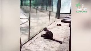 Funniest and Cutest Animals