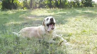 dog video
