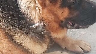 beatuful dog