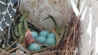 common myna bird  hatching eggs in nest and  new born baby,
