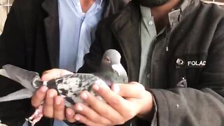 Pigeon