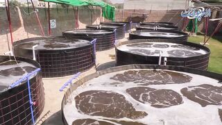 Amazing Videos