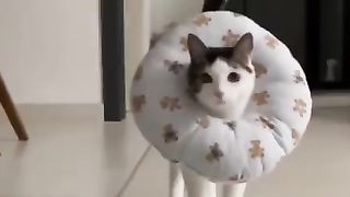 Hot ramp walk little kitty