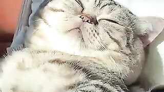 A sleepy fat cat