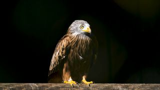 Eagles captures a Goat | Amazing Raptors and Eagle Attacks | Eagles vs Monkey, Fox and Snake