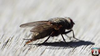 captured the pooping movement of small insects/insets funny videos