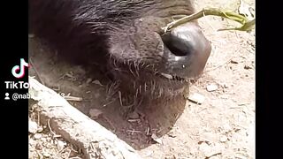 Fun with animal