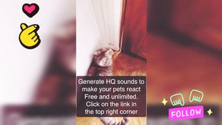 Sounds that attract cats || cats video 2023