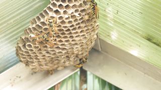 BEE HOUSE BUILDING