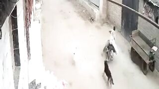 Amazing Race Time in Egypt | Dogs Chase