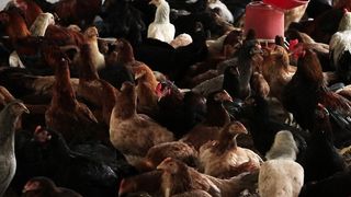 Rooster Crowing Compilation Plus - Rooster crowing sounds Effect2023 desi murgi palan#youtubeshorts