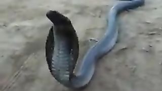 A big cobra snake