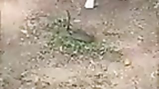 Snake vs cat