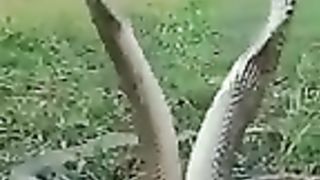 Two cobra snake