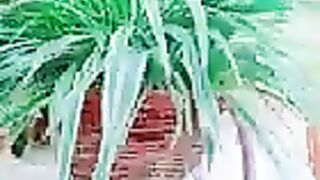 Ghr me lgy khubsurat phool