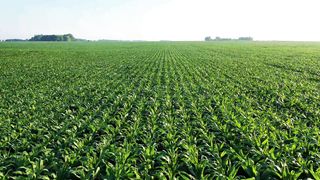 GREEN PLANTATION