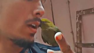Green parrot is free mOd