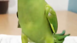 Funny Parrot ????