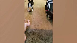 Cute Babies Playing With Dogs Compilation  Funny Baby And Pets