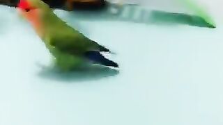 Little parrot cycling